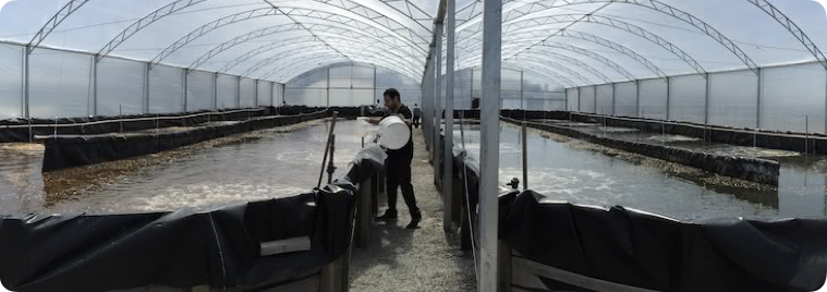 Cultivo de camarão em bioflocos