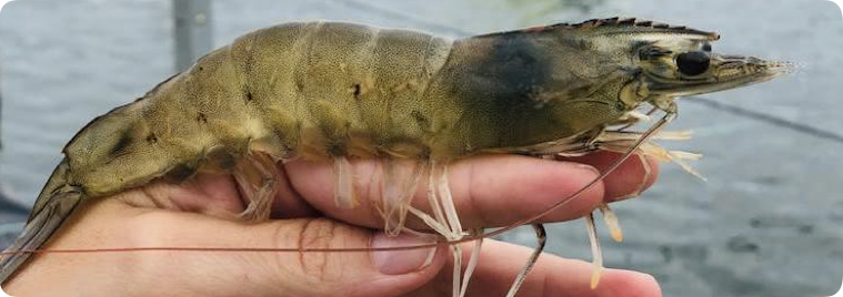 Camarão Litopenaeus vannamei